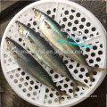 Land Frozen Raw Material Pacific Mackerel 300-500g